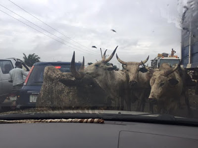 Cows Cause Confusion In Lagos This Morning (Photos) 1