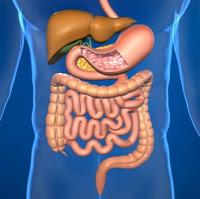 متلازمة القولون العصبي  Irritable-Bowel-Syndrome_def_23985_1