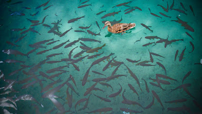 سحر الطبيعة جولة سياحية داخل حديقة بليتفيتش الوطنية في كرواتيا .♥ Duck-and-fishes-of-Plitvice-Lakes