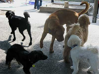 Uñas demasiado gastadas Dog-meeting