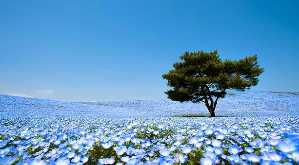 Fascinantes campos azules, no son de otro planeta son de aquí de la Tierra Azules1