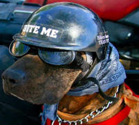  Ruta a San Juan de Gaztelugatxe. - Pgina 2 Sidecar-dog