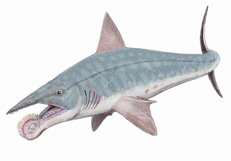  pequeñas curiosidades  - Página 4 Helicoprion_bessonovi1DB