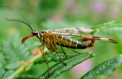 Bộ sưu tập côn trùng 2 - Page 26 Common%2Bscorpionfly