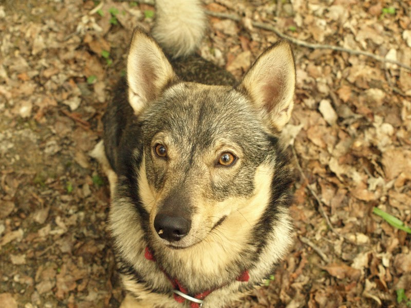 Khalee, le vallhund suédois 15