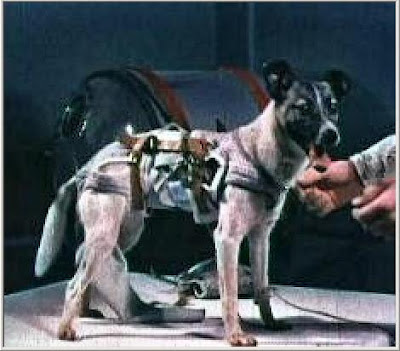 Perros famosos que nunca se han de olvidar 1_Laika_with_space_gear