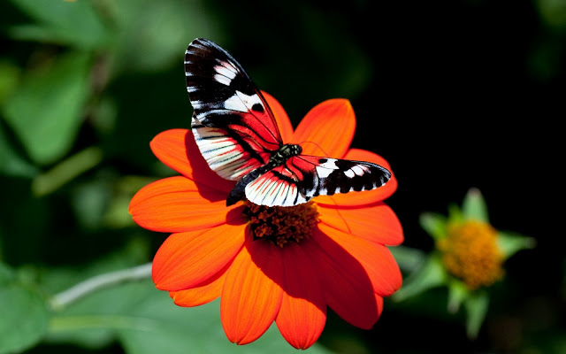 *** LAS MARIPOSAS DEL RINCON DE ENERI *** - Página 10 Mariposas_18