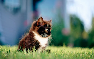 صور قطط جديده ، صور قطط صغيره ، صور قطط منوعه ، صور قطط للتصميم ، قطط ، 2011 ، 2012  Wallcate.com%20%2855%29