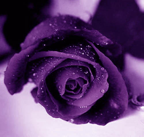 ملكة الزهور عبر العصور Purple_rose