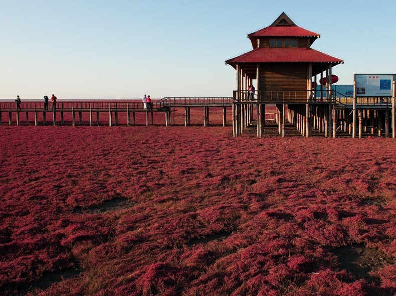 Red Beach in Panjin  Panjin-red-beach-102