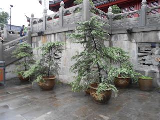 Jiming Temple (Nanjing) Bonsais