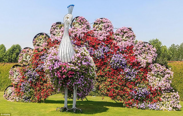  DUBAI MIRACLE GARDEN  13