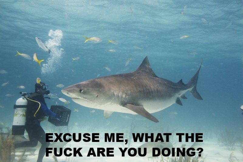 Funny pics! - Page 12 Excuse-me-what-the-fuck-are-you-doing-shark