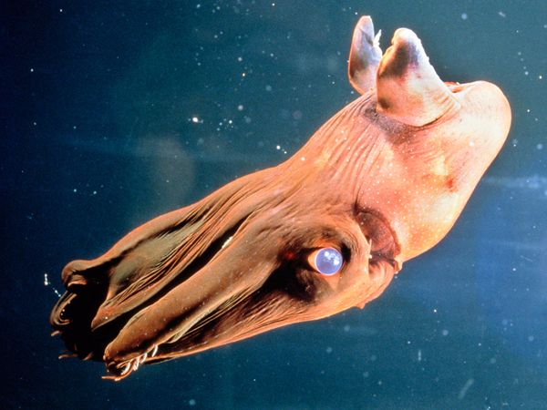 .::El Calamar Vampiro::. Deep-sea08-vampire-squid_18168_600x450