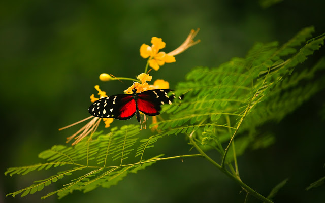 *** LAS MARIPOSAS DEL RINCON DE ENERI *** - Página 10 Mariposas_04