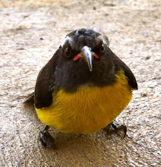 صور رائعة للطيور الغاضبة  Angry-looking-bird-in-real-life