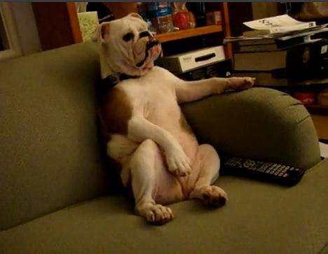 Muestra tu Estado de Ánimo con una Imagen Perro-bulldog-viendo-tele-sofa-sillon-sentado