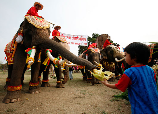 يوم الفيل التايلاندي The Elephant Day. Thailand%2BElephant%2BDay%2BPhotos%2B%252811%2529