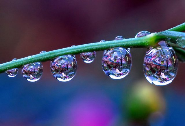 زهرات... بعيون قطرات الندى Flowers-in-Water-Drops-Photos-15