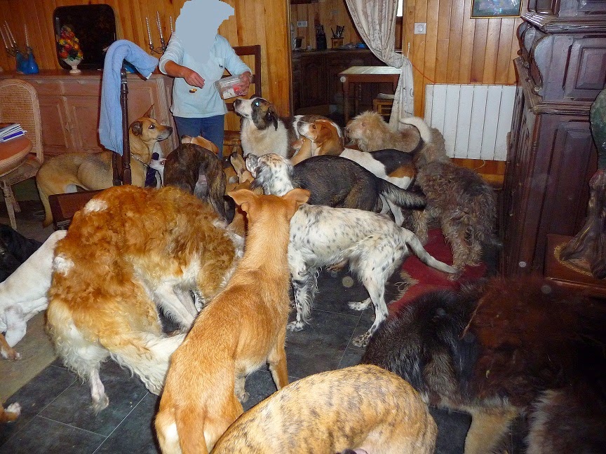 par hasard afin de  voir une éventuelle fa  -  à la place urgence pour 30 chiens Un sauvetage de toute urgence en France -  Crel - Galgos France ou Le Relais des Vip -  P1130887