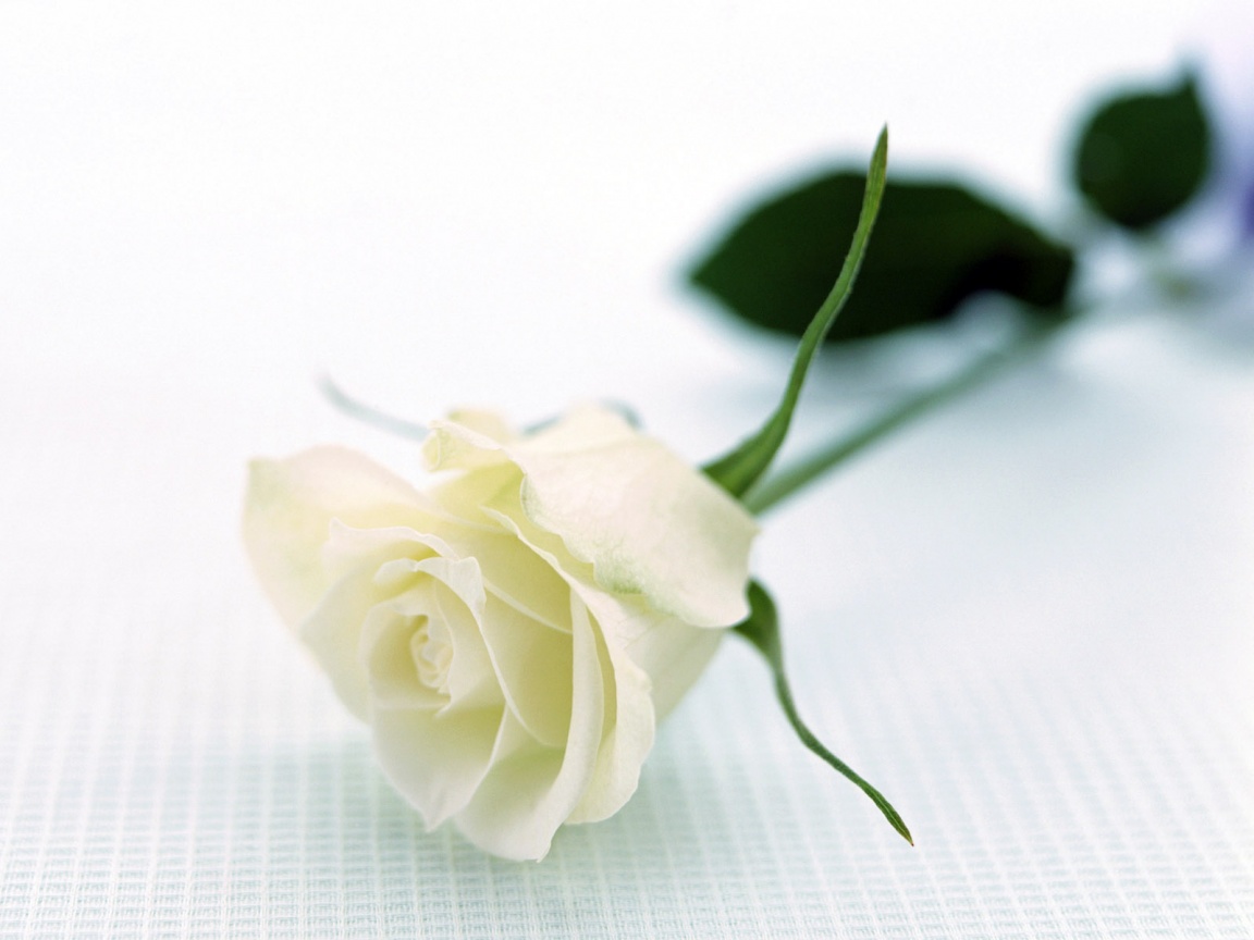 صور ورد  / خاص للاعضاء من تجميعي White-rose-wallpapers_5642_1152x864