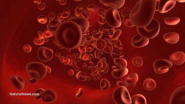  INVESTIGATION:  Dr. Bradstreet & GcMAF Red-Blood-Cells