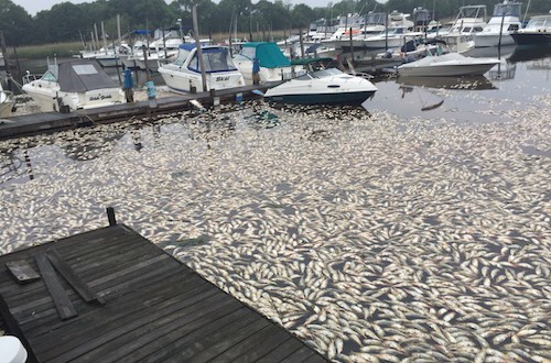 Officials scramble for solutions in the wake of a second massive fish kill in just two weeks in New York  2015_0615_fish_kill-500x330