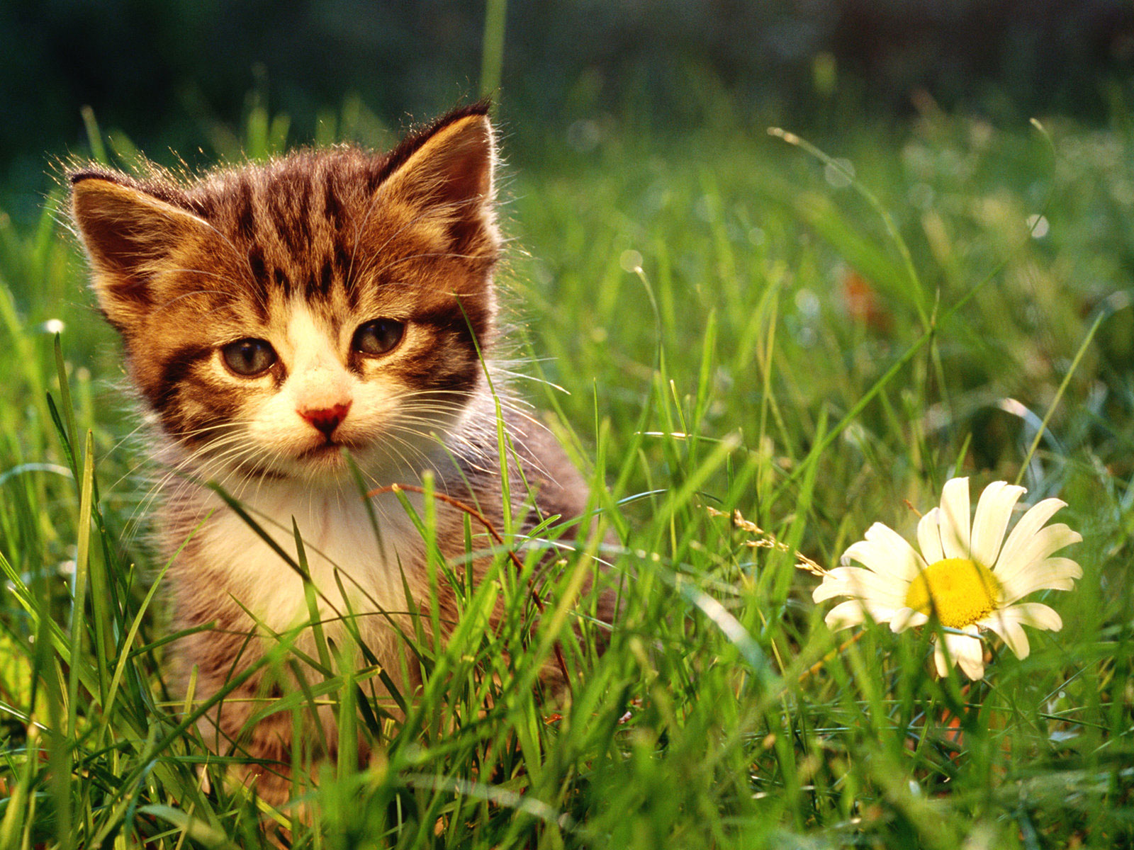 -----Animalitos----- - Página 19 Gatitos-en-el-campo-mirando-las-flores-