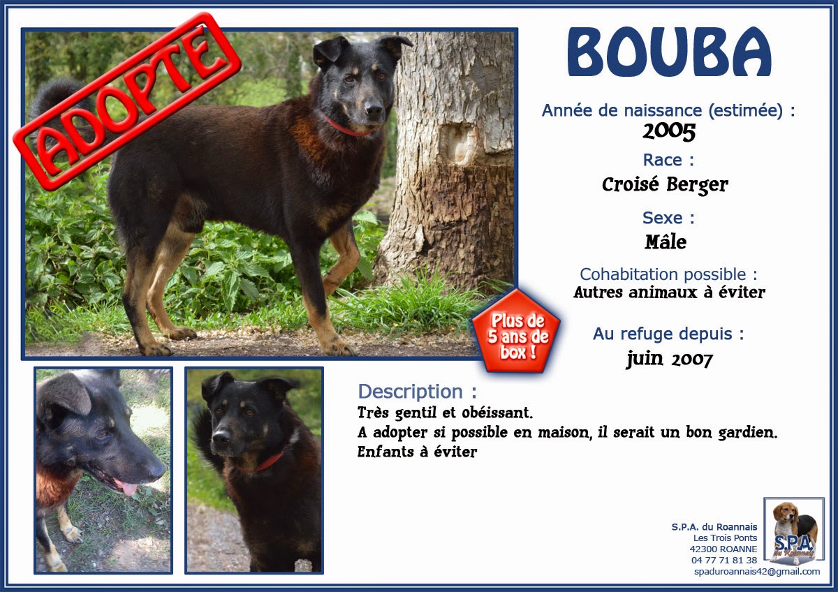 BOUBA - x berger 10 ans (plus de 5 ans de refuge)  Spa du Roannais à Roanne (42) Fiche-BOUBA-2005