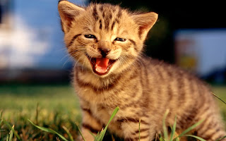 صور قطط جديده ، صور قطط صغيره ، صور قطط منوعه ، صور قطط للتصميم ، قطط ، 2011 ، 2012  Wallcate.com%20%282%29