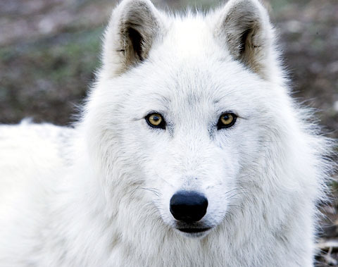 Προστάτης - Σελίδα 3 Arctic-Wolf-wolves-6002944-480-379