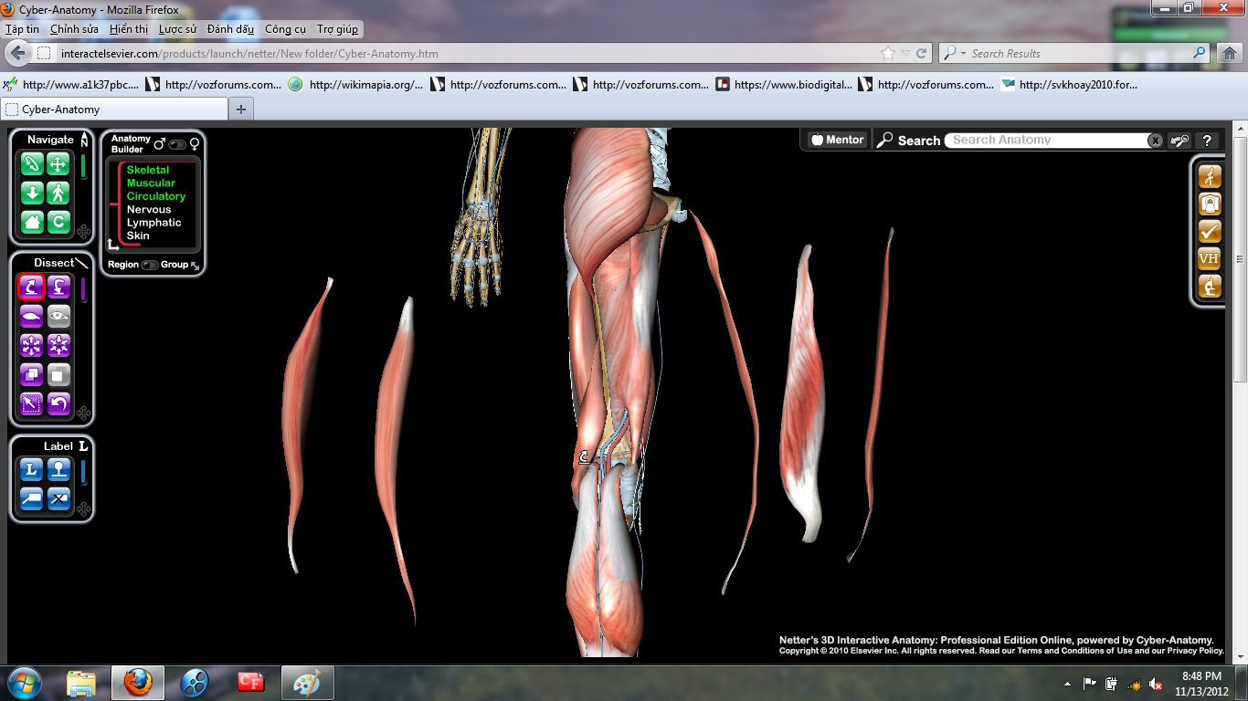 Atlas 3D Giải phẫu người - Interactelsevier - Cyber Anatomy Gfdgfdgfd