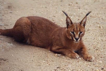 Τι ζώο θα ήταν ο καθείς μας; Caracal