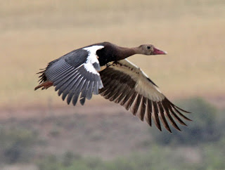 الطيور السامة 791px-Spur-winged_Goose_RWD4