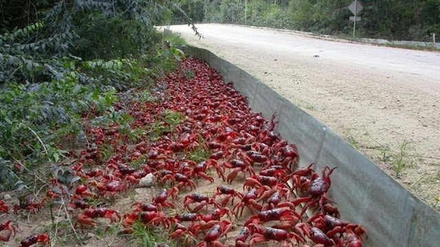 السرطان الاحمر يهاجر Red-crab-migration-8%5B2%5D