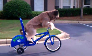 Ο σκύλος που κάνει μόνος του ποδήλατο! Dog-Masters-Bicycle-Riding2
