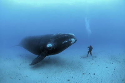 مجموعة من غرائب و عجائب Right-Whale-Diver