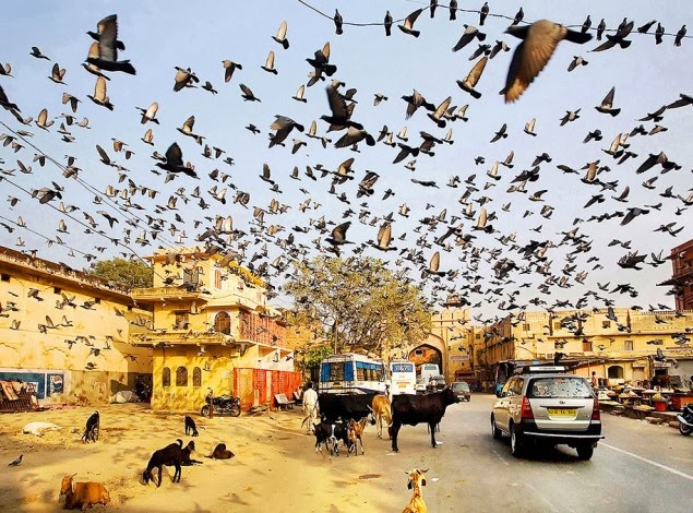 الصور الفائزة بجوائز سوني العالمية للتصوير الفوتوغرافي لعام 2013 (33 صورة) ! Sony-world-photography-awards-2013-22-635x470