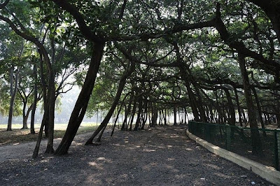 அதிக கிளைகள் உள்ள மரங்கள்.. Great-Banyan-06