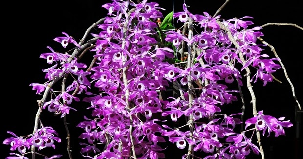  HOA GIEO TỨ TUYỆT - Page 34 Hoang-thao-ken-Dendrobium-Lituiflorum