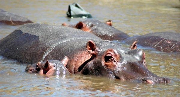 நீர் யானையை நேரில் பார்த்திருக்கிறீர்களா? Hippopotamus_3