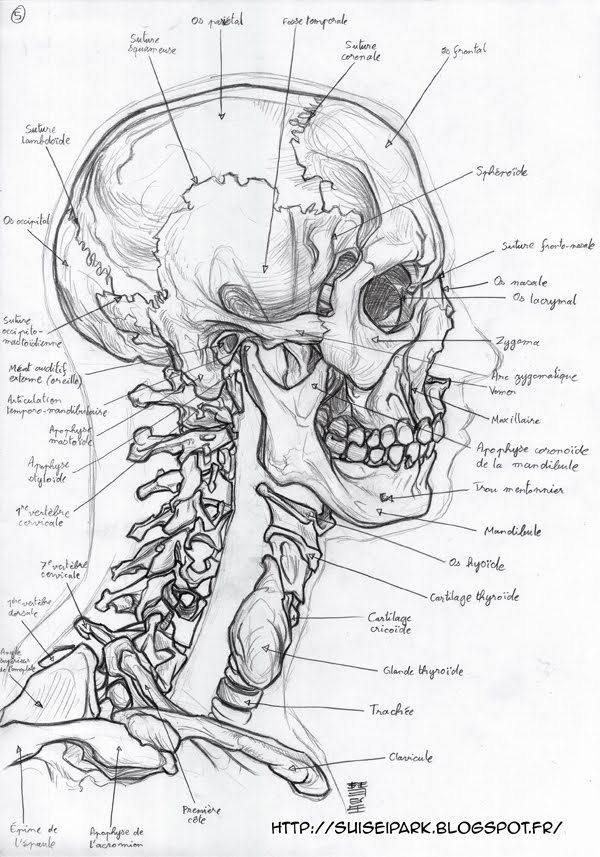 Exercices d'anatomie /!\ Attention ! Présence de nu ! /!\ Anatomie005.web