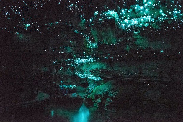 WAITOMO GLOWWORM CAVES, Wondrous cave in New Zealand radiates natural lights Waitomo-Glowworm-5