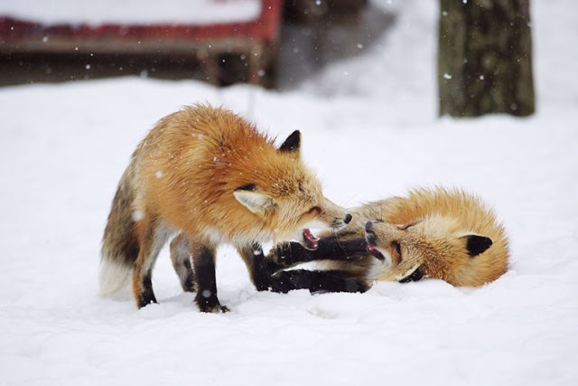 قرية الثعالب فى(اليابان) - صفحة 2 Zao-fox-village-japan-4