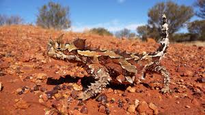 "الشيطان الشوكى"Thorny Lizard or Thorny Devil %D8%BA%D8%BA%D8%BA%D8%BA