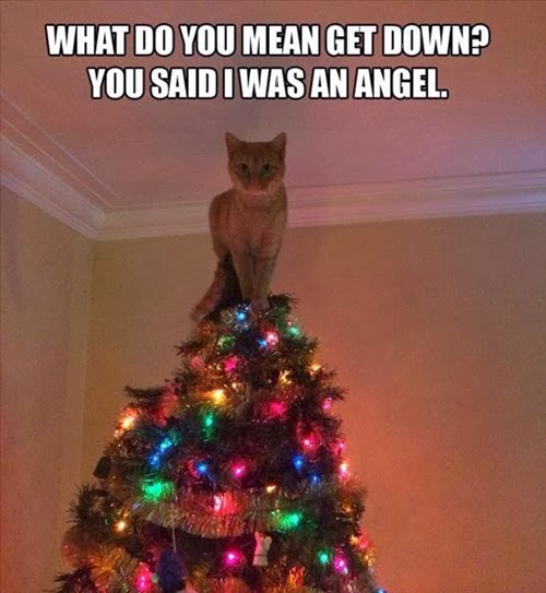 Craciunul - Pagina 3 Amuzant-pisica-brad-Craciun-funny-cat-Christmas-tree