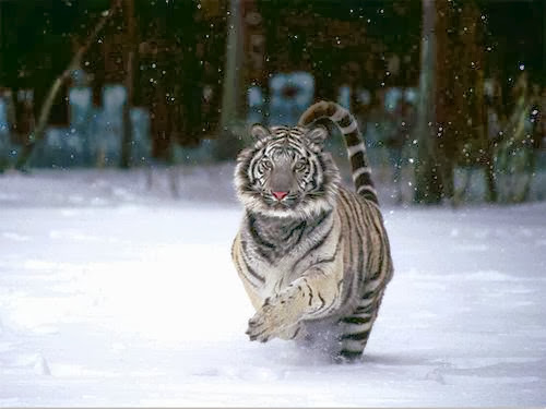 بالصور تعرف على الفرق بين نمورالبنغال ونمور سيبيريا ! Siberiantigeroc5