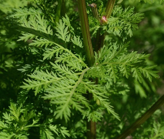 Amazing Herb Kills 98% Of Cancer Cells In Just 16 Hours Amazing-herb-kills-98-of-cancer-cells-in-just-16-hours