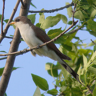 التكاثر عند الحيوانات البيوضة  600px-Coccyzus-americanus-001