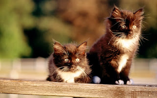 صور قطط جديده ، صور قطط صغيره ، صور قطط منوعه ، صور قطط للتصميم ، قطط ، 2011 ، 2012  Wallcate.com%20%2829%29